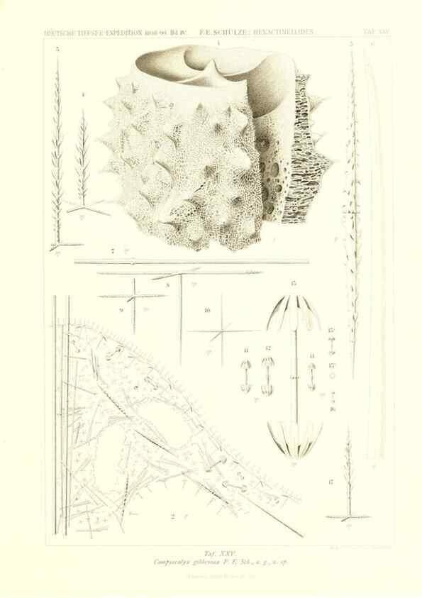 Reproducción/Reproduction 49484251968: Wissenschaftliche Ergebnisse der Deutschen Tiefsee-Expedition auf dem Dampfer ""Valdivia"" 1898-1899.. Jena,G. Fischer,1902-40.. 