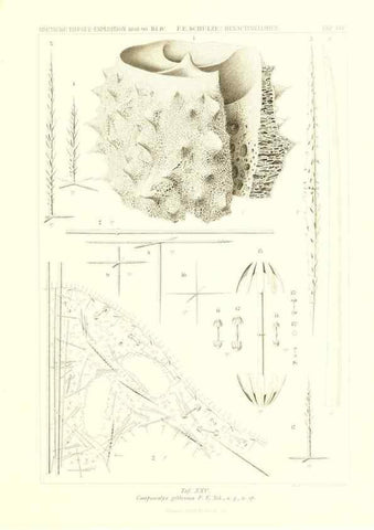 Reproducción/Reproduction 49484251968: Wissenschaftliche Ergebnisse der Deutschen Tiefsee-Expedition auf dem Dampfer ""Valdivia"" 1898-1899.. Jena,G. Fischer,1902-40.. 