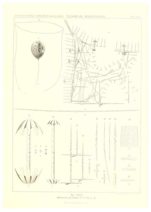 Reproducción/Reproduction 49484252218: Wissenschaftliche Ergebnisse der Deutschen Tiefsee-Expedition auf dem Dampfer ""Valdivia"" 1898-1899.. Jena,G. Fischer,1902-40.. 