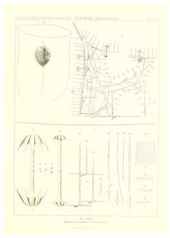 Reproducción/Reproduction 49484252218: Wissenschaftliche Ergebnisse der Deutschen Tiefsee-Expedition auf dem Dampfer ""Valdivia"" 1898-1899.. Jena,G. Fischer,1902-40.. 