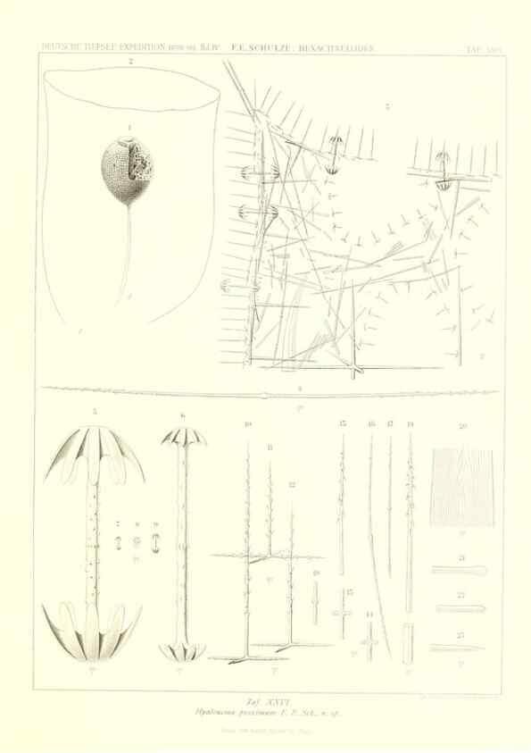 Reproducción/Reproduction 49484252218: Wissenschaftliche Ergebnisse der Deutschen Tiefsee-Expedition auf dem Dampfer ""Valdivia"" 1898-1899.. Jena,G. Fischer,1902-40.. 