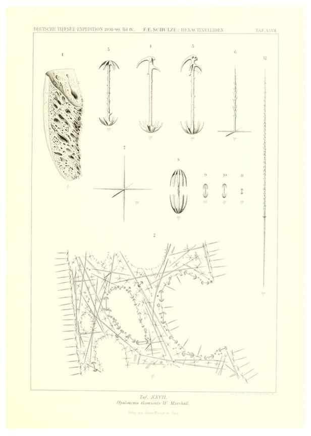 Reproducción/Reproduction 49484744001: Wissenschaftliche Ergebnisse der Deutschen Tiefsee-Expedition auf dem Dampfer ""Valdivia"" 1898-1899.. Jena,G. Fischer,1902-40.. 