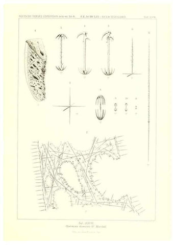 Reproducción/Reproduction 49484744001: Wissenschaftliche Ergebnisse der Deutschen Tiefsee-Expedition auf dem Dampfer ""Valdivia"" 1898-1899.. Jena,G. Fischer,1902-40.. 