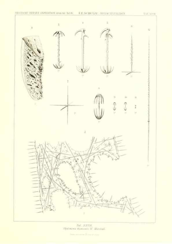 Reproducción/Reproduction 49484744001: Wissenschaftliche Ergebnisse der Deutschen Tiefsee-Expedition auf dem Dampfer ""Valdivia"" 1898-1899.. Jena,G. Fischer,1902-40.. 