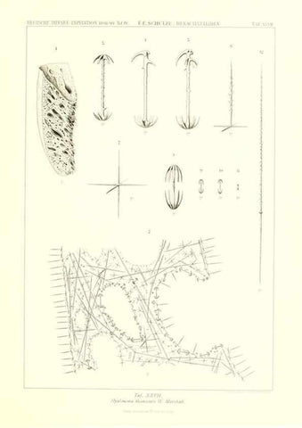 Reproducción/Reproduction 49484744001: Wissenschaftliche Ergebnisse der Deutschen Tiefsee-Expedition auf dem Dampfer ""Valdivia"" 1898-1899.. Jena,G. Fischer,1902-40.. 