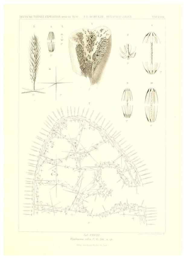 Reproducción/Reproduction 49484252793: Wissenschaftliche Ergebnisse der Deutschen Tiefsee-Expedition auf dem Dampfer ""Valdivia"" 1898-1899.. Jena,G. Fischer,1902-40.. 