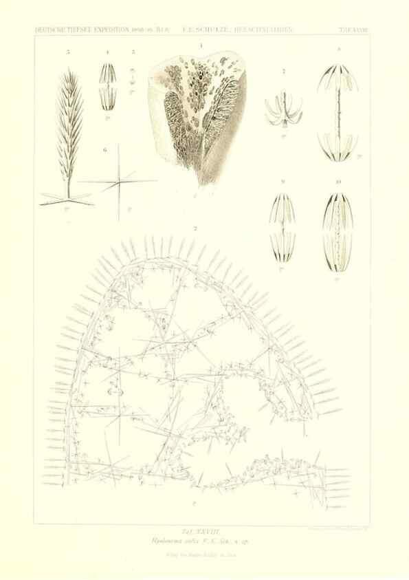Reproducción/Reproduction 49484252793: Wissenschaftliche Ergebnisse der Deutschen Tiefsee-Expedition auf dem Dampfer ""Valdivia"" 1898-1899.. Jena,G. Fischer,1902-40.. 