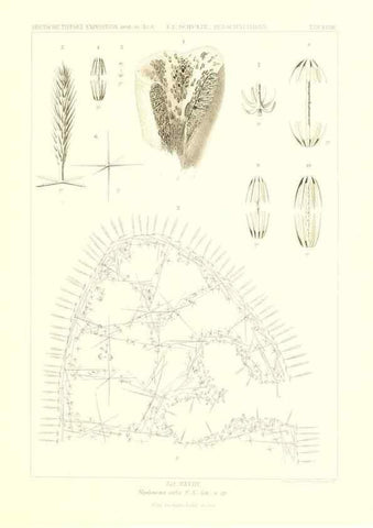 Reproducción/Reproduction 49484252793: Wissenschaftliche Ergebnisse der Deutschen Tiefsee-Expedition auf dem Dampfer ""Valdivia"" 1898-1899.. Jena,G. Fischer,1902-40.. 