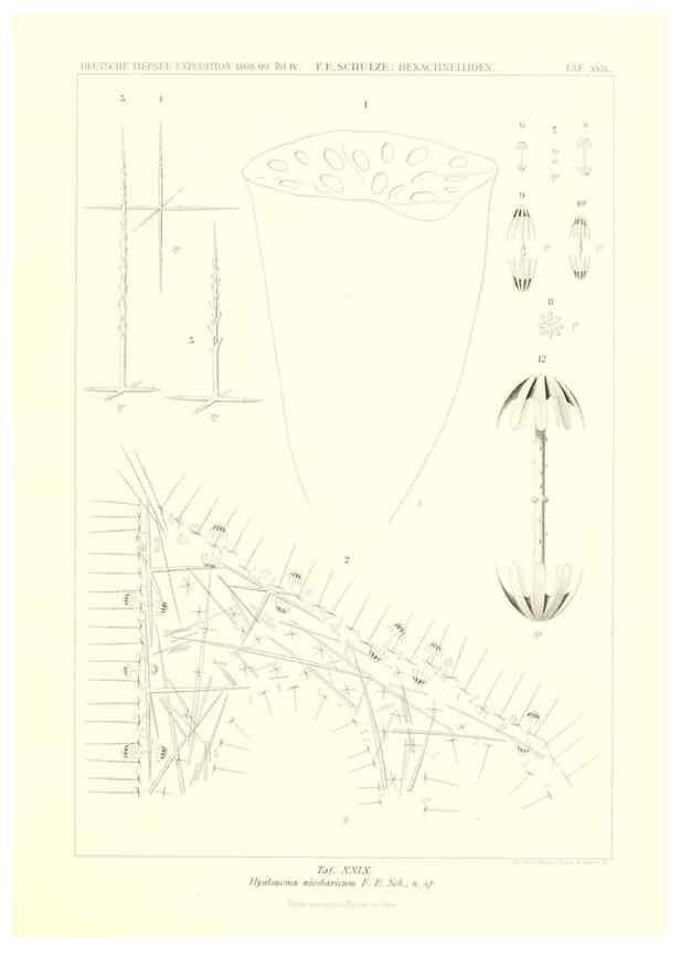 Reproducción/Reproduction 49484951337: Wissenschaftliche Ergebnisse der Deutschen Tiefsee-Expedition auf dem Dampfer ""Valdivia"" 1898-1899.. Jena,G. Fischer,1902-40.. 