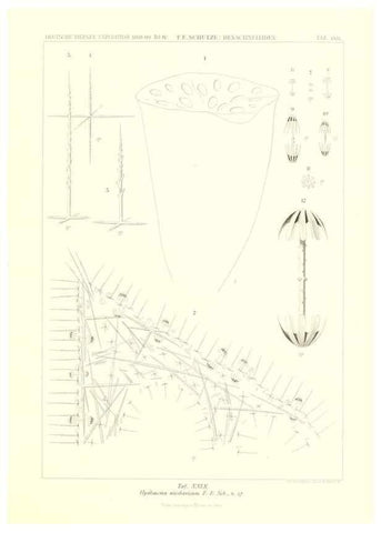 Reproducción/Reproduction 49484951337: Wissenschaftliche Ergebnisse der Deutschen Tiefsee-Expedition auf dem Dampfer ""Valdivia"" 1898-1899.. Jena,G. Fischer,1902-40.. 