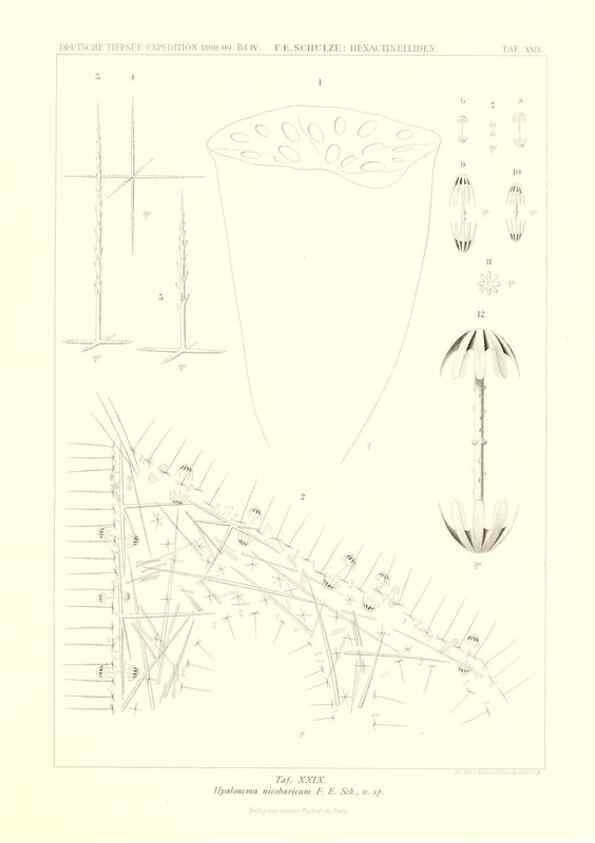 Reproducción/Reproduction 49484951337: Wissenschaftliche Ergebnisse der Deutschen Tiefsee-Expedition auf dem Dampfer ""Valdivia"" 1898-1899.. Jena,G. Fischer,1902-40.. 