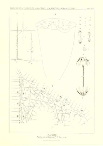 Reproducción/Reproduction 49484951337: Wissenschaftliche Ergebnisse der Deutschen Tiefsee-Expedition auf dem Dampfer ""Valdivia"" 1898-1899.. Jena,G. Fischer,1902-40.. 