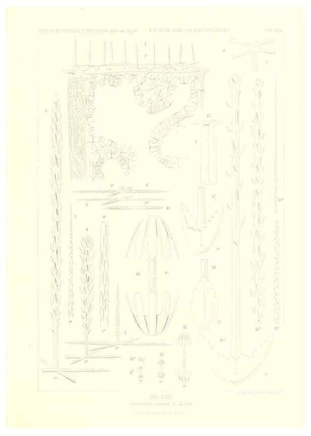 Reproducción/Reproduction 49484251033: Wissenschaftliche Ergebnisse der Deutschen Tiefsee-Expedition auf dem Dampfer ""Valdivia"" 1898-1899.. Jena,G. Fischer,1902-40.. 