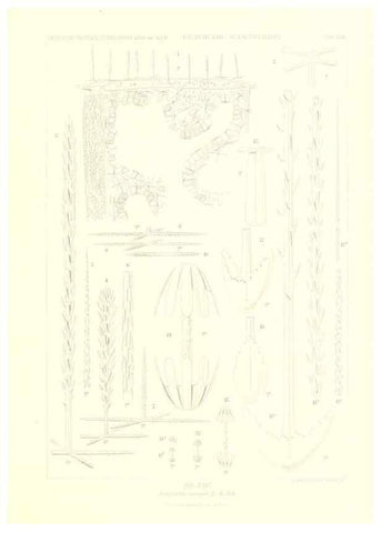 Reproducción/Reproduction 49484251033: Wissenschaftliche Ergebnisse der Deutschen Tiefsee-Expedition auf dem Dampfer ""Valdivia"" 1898-1899.. Jena,G. Fischer,1902-40.. 