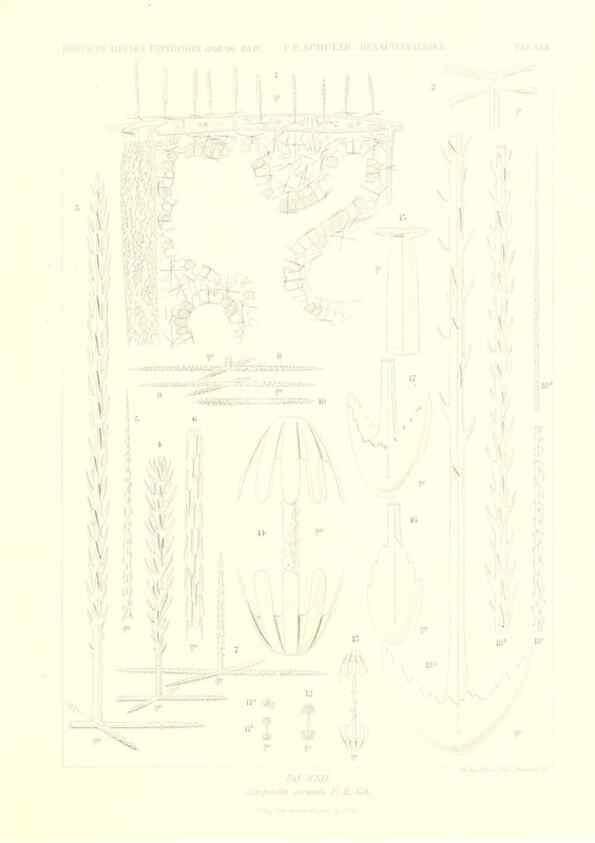 Reproducción/Reproduction 49484251033: Wissenschaftliche Ergebnisse der Deutschen Tiefsee-Expedition auf dem Dampfer ""Valdivia"" 1898-1899.. Jena,G. Fischer,1902-40.. 