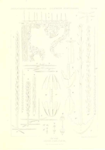 Reproducción/Reproduction 49484251033: Wissenschaftliche Ergebnisse der Deutschen Tiefsee-Expedition auf dem Dampfer ""Valdivia"" 1898-1899.. Jena,G. Fischer,1902-40.. 