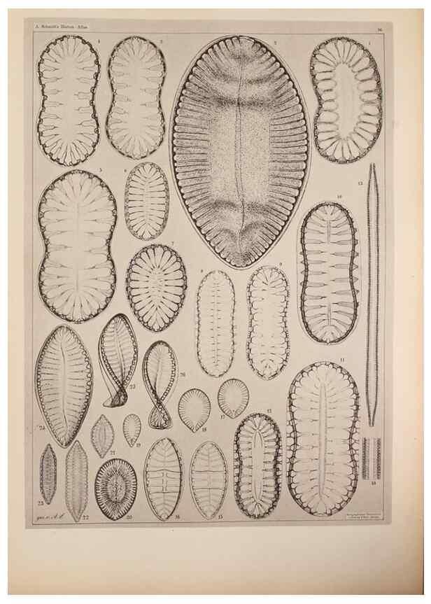 Reproducción/Reproduction 49389857552: Atlas der Diatomaceen-Kunde /. Leipzig :O.R. Reisland,[1874-19.. 