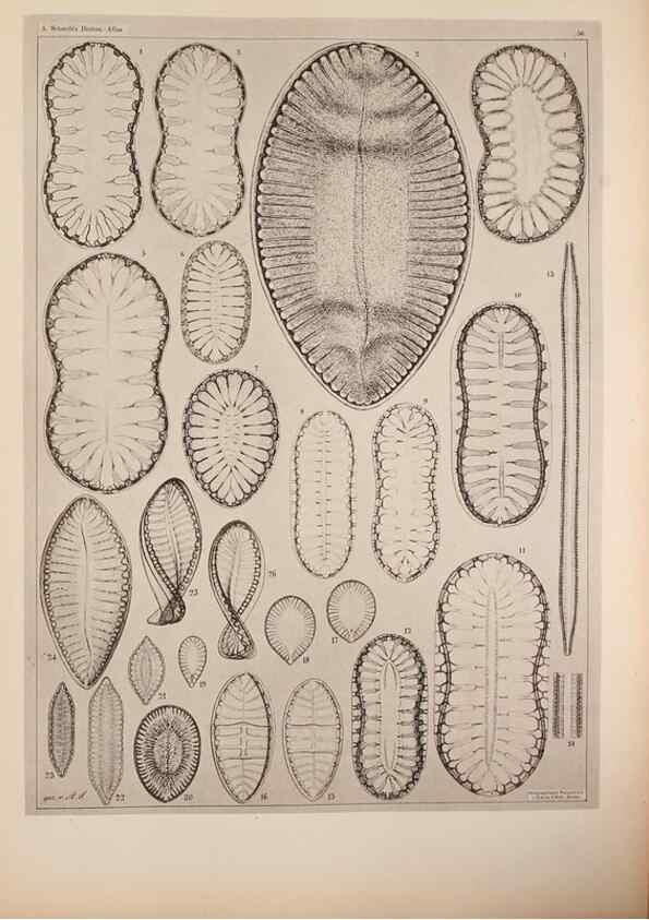 Reproducción/Reproduction 49389857552: Atlas der Diatomaceen-Kunde /. Leipzig :O.R. Reisland,[1874-19.. 