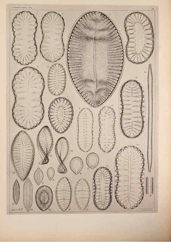 Reproducción/Reproduction 49389857552: Atlas der Diatomaceen-Kunde /. Leipzig :O.R. Reisland,[1874-19.. 