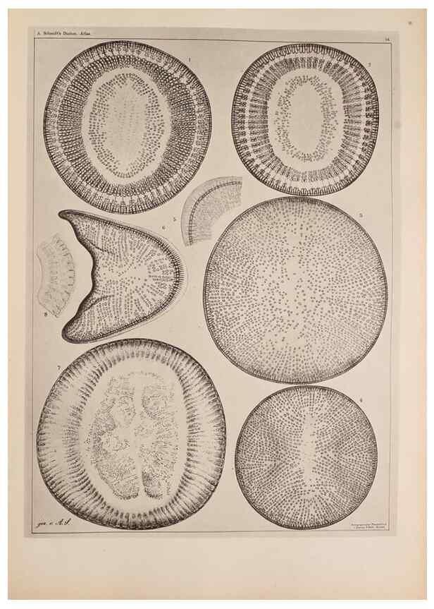 Reproducción/Reproduction 49389659951: Atlas der Diatomaceen-Kunde /. Leipzig :O.R. Reisland,[1874-19.. 