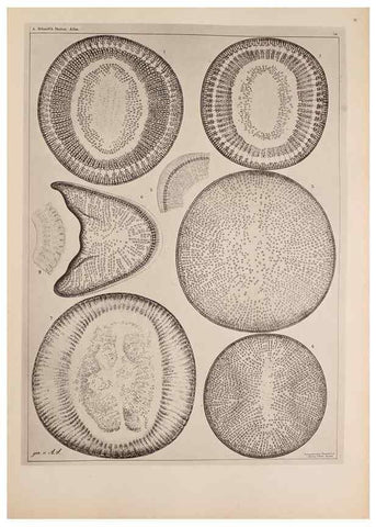 Reproducción/Reproduction 49389659951: Atlas der Diatomaceen-Kunde /. Leipzig :O.R. Reisland,[1874-19.. 