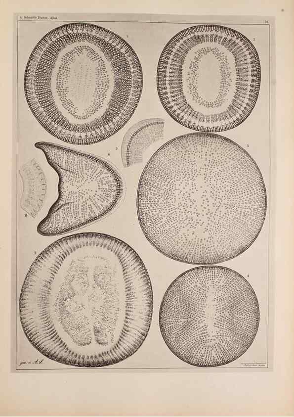 Reproducción/Reproduction 49389659951: Atlas der Diatomaceen-Kunde /. Leipzig :O.R. Reisland,[1874-19.. 