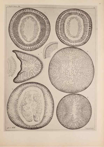 Reproducción/Reproduction 49389659951: Atlas der Diatomaceen-Kunde /. Leipzig :O.R. Reisland,[1874-19.. 