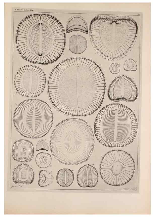 Reproducción/Reproduction 49389187363: Atlas der Diatomaceen-Kunde /. Leipzig :O.R. Reisland,[1874-19.. 