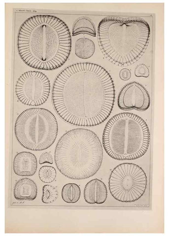 Reproducción/Reproduction 49389187363: Atlas der Diatomaceen-Kunde /. Leipzig :O.R. Reisland,[1874-19.. 