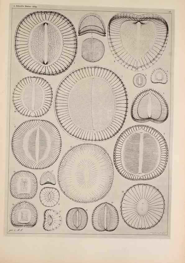 Reproducción/Reproduction 49389187363: Atlas der Diatomaceen-Kunde /. Leipzig :O.R. Reisland,[1874-19.. 