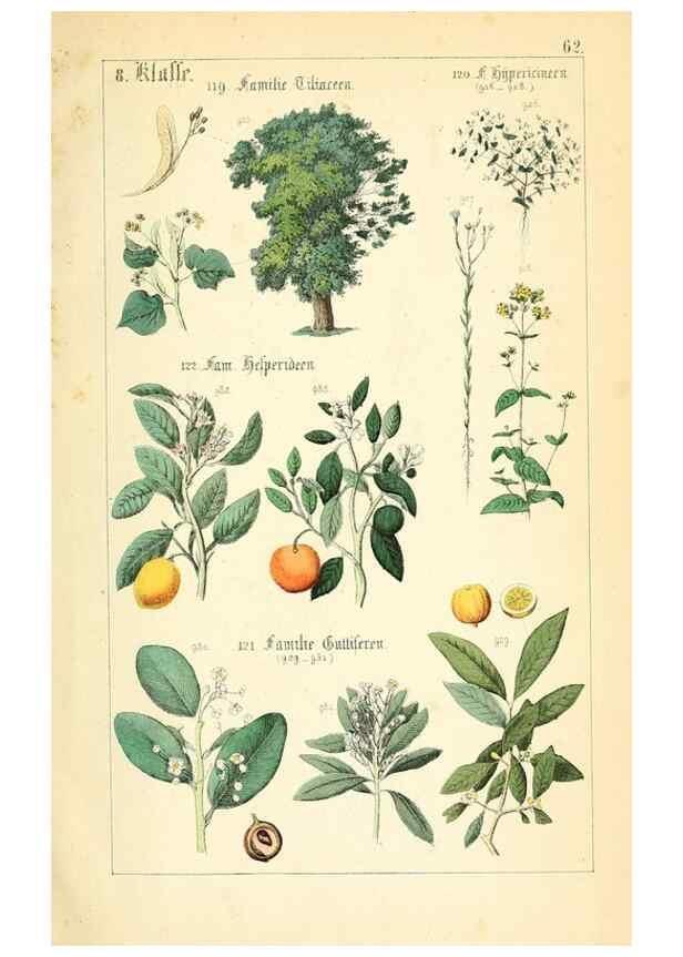 Reproducción/Reproduction 49269053588: Populäre Botanik. Stuttgart,Krais & Hoffmann,1857.. 