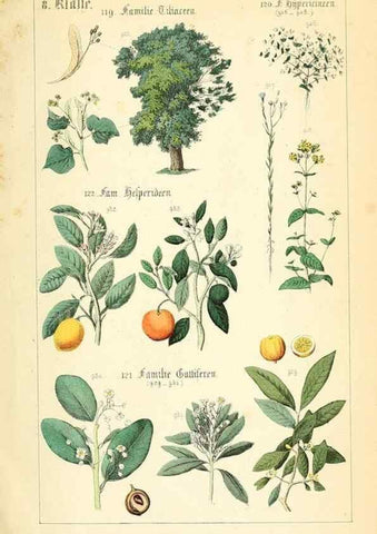 Reproducción/Reproduction 49269053588: Populäre Botanik. Stuttgart,Krais & Hoffmann,1857.. 