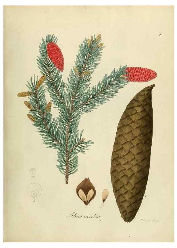 Reproducción/Reproduction 49298880982: Vollständige Naturgeschichte der forstlichen Culturpflanzen Deutschlands.. Berlin,A. Förstner'sche Verlagsbuchhandlung (P. Jeanrenaud)1851.. 