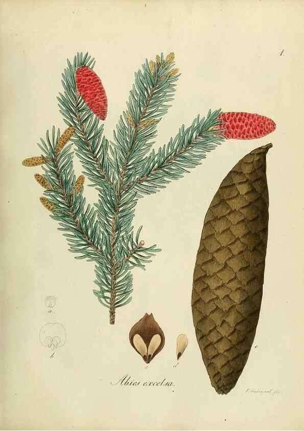 Reproducción/Reproduction 49298880982: Vollständige Naturgeschichte der forstlichen Culturpflanzen Deutschlands.. Berlin,A. Förstner'sche Verlagsbuchhandlung (P. Jeanrenaud)1851.. 