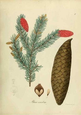 Reproducción/Reproduction 49298880982: Vollständige Naturgeschichte der forstlichen Culturpflanzen Deutschlands.. Berlin,A. Förstner'sche Verlagsbuchhandlung (P. Jeanrenaud)1851.. 