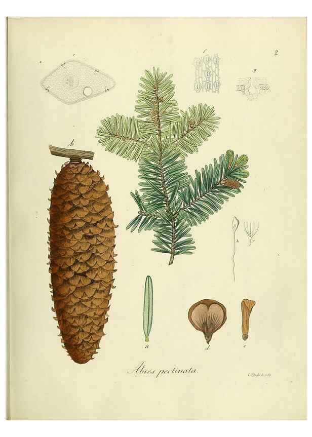 Reproducción/Reproduction 49298881197: Vollständige Naturgeschichte der forstlichen Culturpflanzen Deutschlands.. Berlin,A. Förstner'sche Verlagsbuchhandlung (P. Jeanrenaud)1851.. 