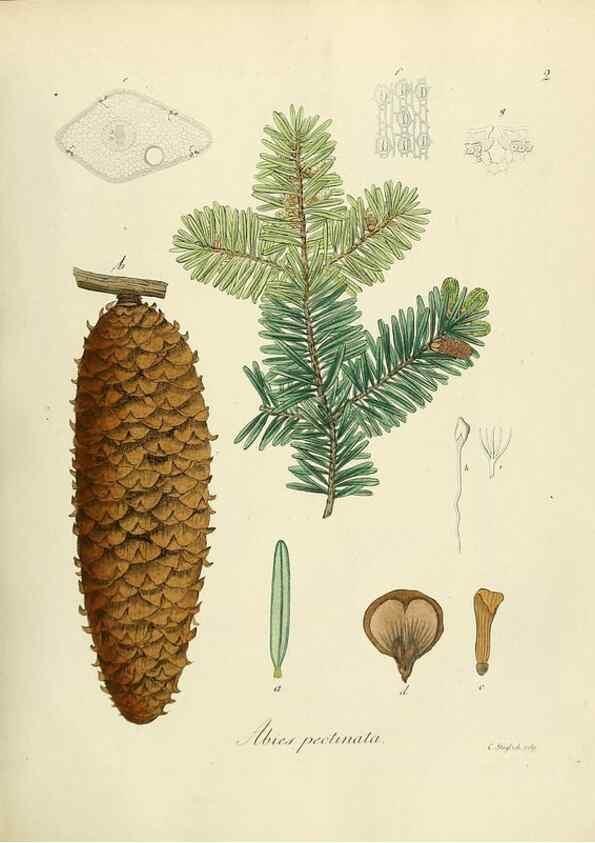 Reproducción/Reproduction 49298881197: Vollständige Naturgeschichte der forstlichen Culturpflanzen Deutschlands.. Berlin,A. Förstner'sche Verlagsbuchhandlung (P. Jeanrenaud)1851.. 
