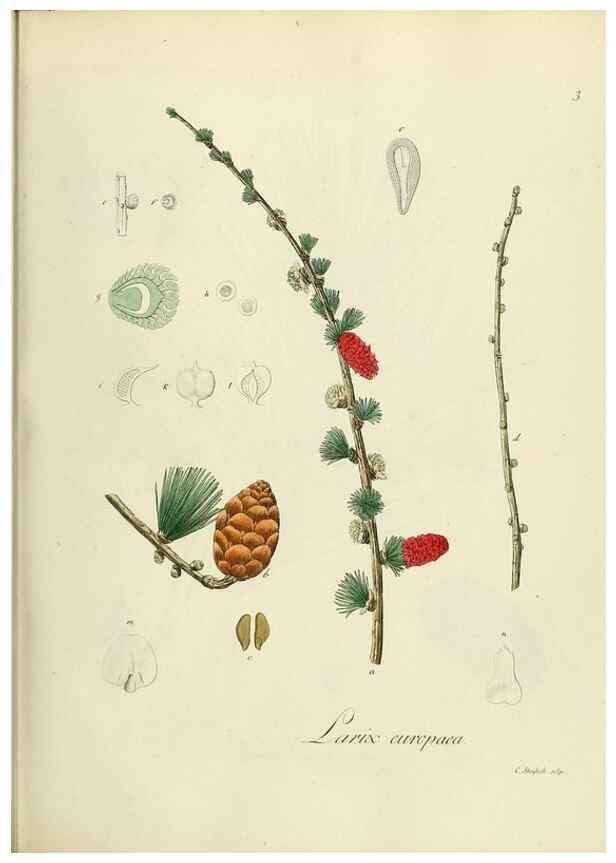 Reproducción/Reproduction 49298881417: Vollständige Naturgeschichte der forstlichen Culturpflanzen Deutschlands.. Berlin,A. Förstner'sche Verlagsbuchhandlung (P. Jeanrenaud)1851.. 
