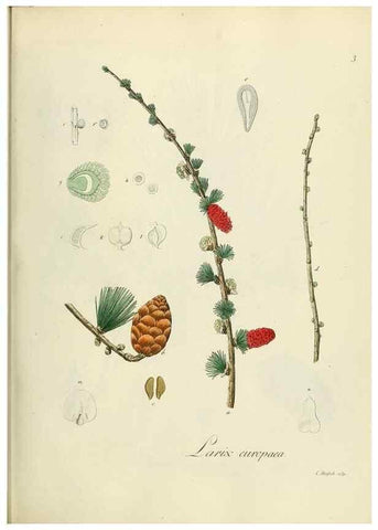 Reproducción/Reproduction 49298881417: Vollständige Naturgeschichte der forstlichen Culturpflanzen Deutschlands.. Berlin,A. Förstner'sche Verlagsbuchhandlung (P. Jeanrenaud)1851.. 
