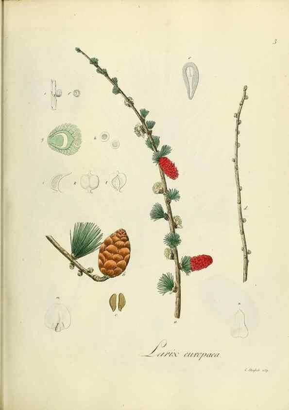 Reproducción/Reproduction 49298881417: Vollständige Naturgeschichte der forstlichen Culturpflanzen Deutschlands.. Berlin,A. Förstner'sche Verlagsbuchhandlung (P. Jeanrenaud)1851.. 