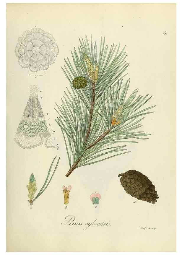 Reproducción/Reproduction 49298193483: Vollständige Naturgeschichte der forstlichen Culturpflanzen Deutschlands.. Berlin,A. Förstner'sche Verlagsbuchhandlung (P. Jeanrenaud)1851.. 