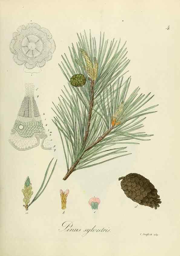 Reproducción/Reproduction 49298193483: Vollständige Naturgeschichte der forstlichen Culturpflanzen Deutschlands.. Berlin,A. Förstner'sche Verlagsbuchhandlung (P. Jeanrenaud)1851.. 