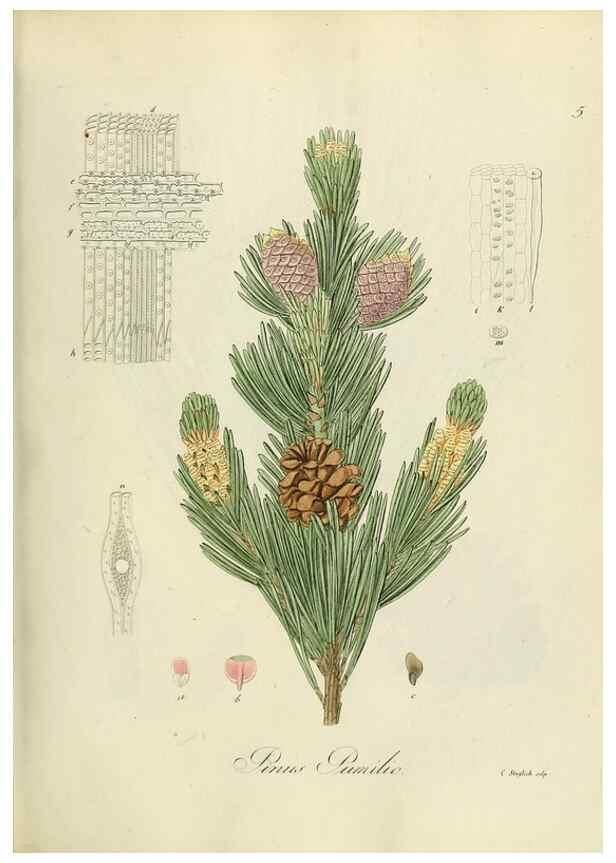 Reproducción/Reproduction 49298678781: Vollständige Naturgeschichte der forstlichen Culturpflanzen Deutschlands.. Berlin,A. Förstner'sche Verlagsbuchhandlung (P. Jeanrenaud)1851.. 