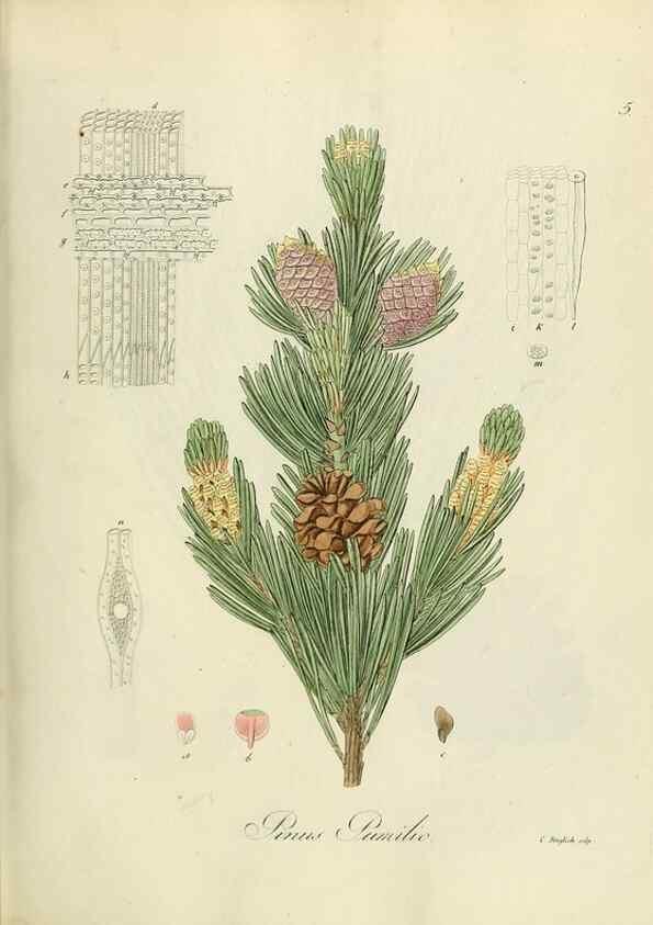 Reproducción/Reproduction 49298678781: Vollständige Naturgeschichte der forstlichen Culturpflanzen Deutschlands.. Berlin,A. Förstner'sche Verlagsbuchhandlung (P. Jeanrenaud)1851.. 