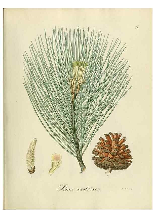 Reproducción/Reproduction 49298882357: Vollständige Naturgeschichte der forstlichen Culturpflanzen Deutschlands.. Berlin,A. Förstner'sche Verlagsbuchhandlung (P. Jeanrenaud)1851.. 