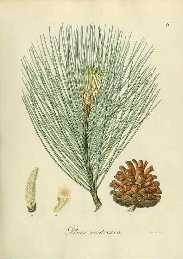 Reproducción/Reproduction 49298882357: Vollständige Naturgeschichte der forstlichen Culturpflanzen Deutschlands.. Berlin,A. Förstner'sche Verlagsbuchhandlung (P. Jeanrenaud)1851.. 