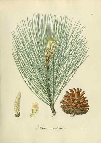 Reproducción/Reproduction 49298882357: Vollständige Naturgeschichte der forstlichen Culturpflanzen Deutschlands.. Berlin,A. Förstner'sche Verlagsbuchhandlung (P. Jeanrenaud)1851.. 