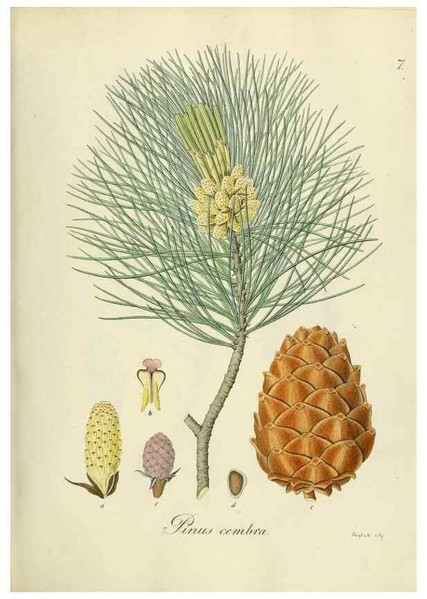 Reproducción/Reproduction 49298882672: Vollständige Naturgeschichte der forstlichen Culturpflanzen Deutschlands.. Berlin,A. Förstner'sche Verlagsbuchhandlung (P. Jeanrenaud)1851.. 