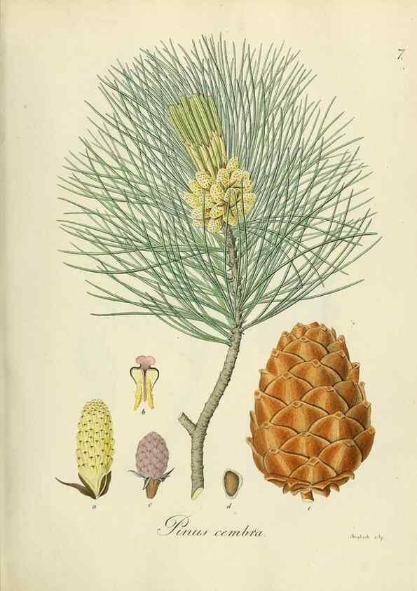 Reproducción/Reproduction 49298882672: Vollständige Naturgeschichte der forstlichen Culturpflanzen Deutschlands.. Berlin,A. Förstner'sche Verlagsbuchhandlung (P. Jeanrenaud)1851.. 