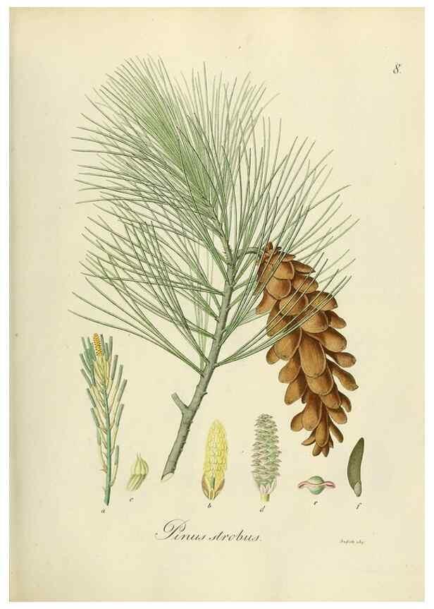 Reproducción/Reproduction 49298194693: Vollständige Naturgeschichte der forstlichen Culturpflanzen Deutschlands.. Berlin,A. Förstner'sche Verlagsbuchhandlung (P. Jeanrenaud)1851.. 